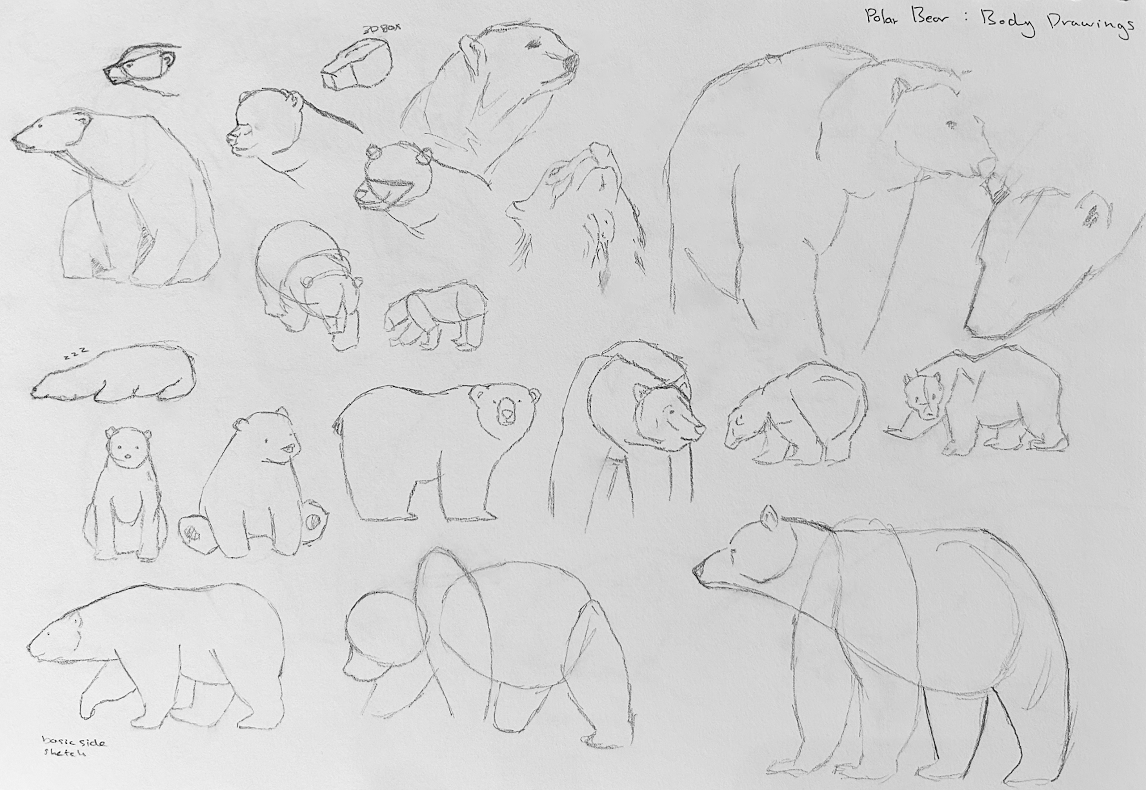 A series of intricate sketches capturing the essence and anatomy of polar bears, offering a detailed exploration of their form and movement. These anatomy studies helped me explore their shape, proportion and figure out if I wanted my hybrid’s body to be a similar shape and size.