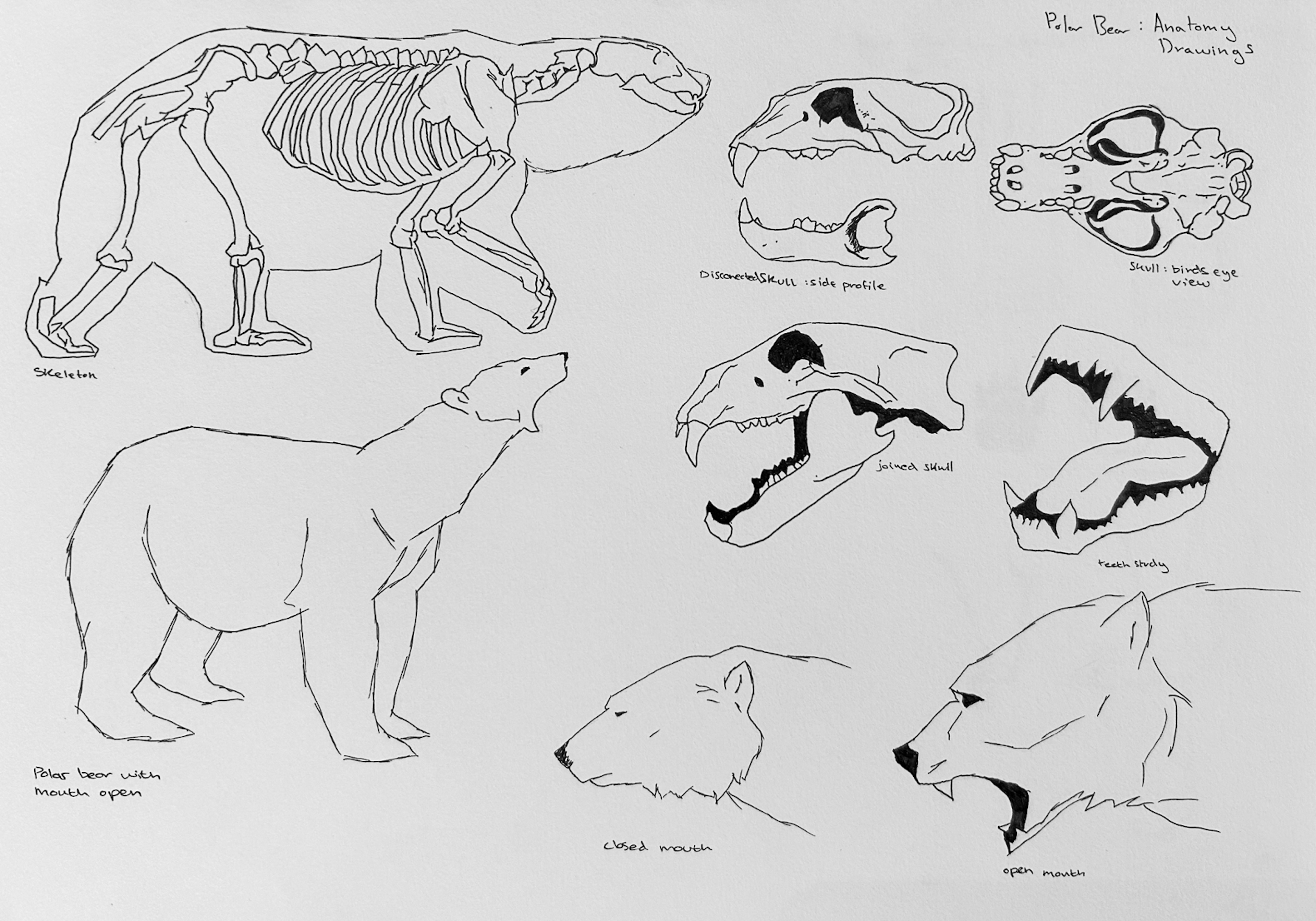 Scientifically accurate renditions inspired by anatomical photographs, offering a detailed study of polar bear skeletal structures. These drawings also served as a foundation for exploring various facial expressions, aiding in the conceptualisation of features for my creature.