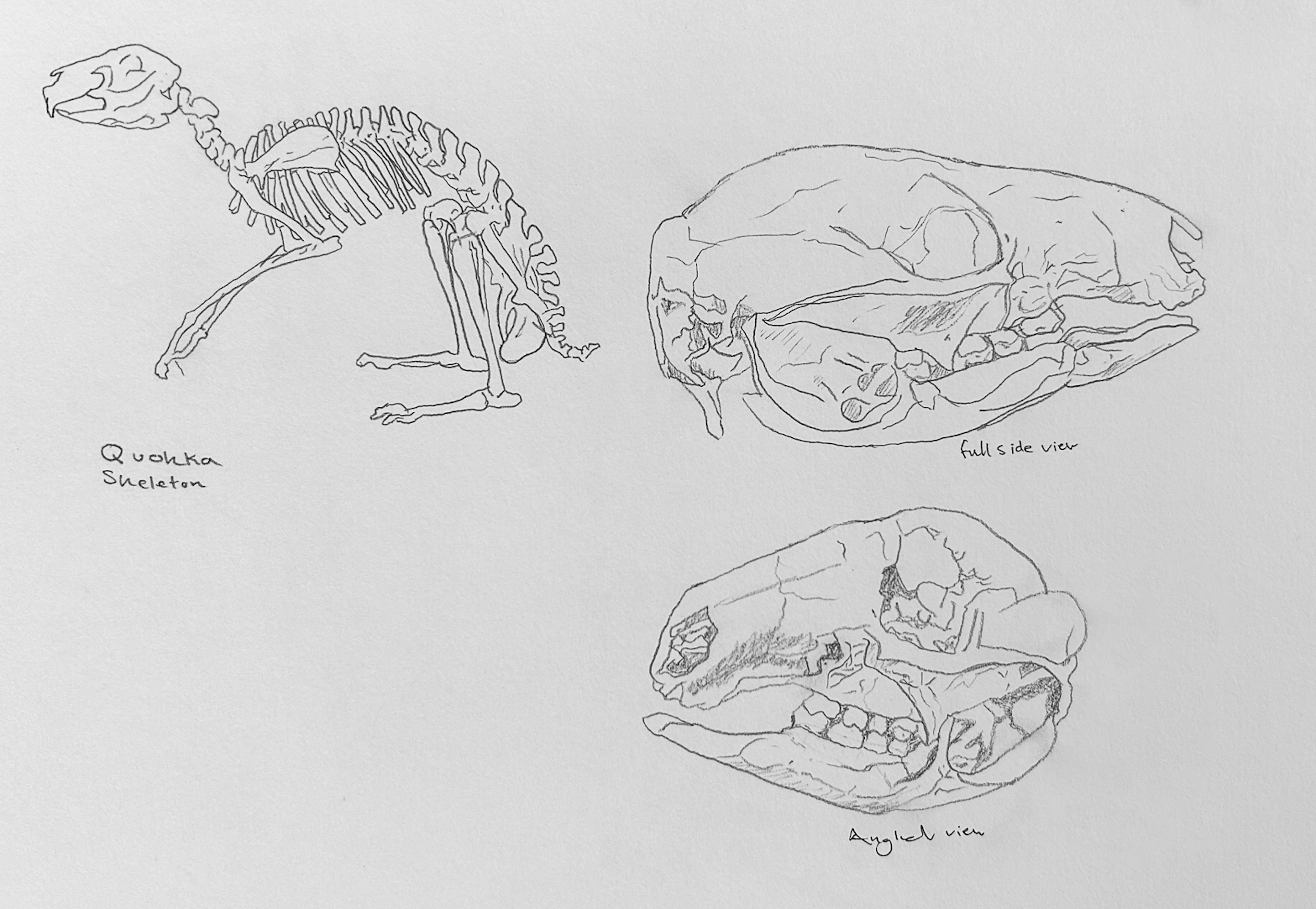 Exploratory sketches of the quokka’s skeletal structure, crucial for understanding its unique shape; resembling a smaller kangaroo. Alongside, intricate skull drawings based on scientific anatomical photographs, challenging due to their small size, further enriched the study.
