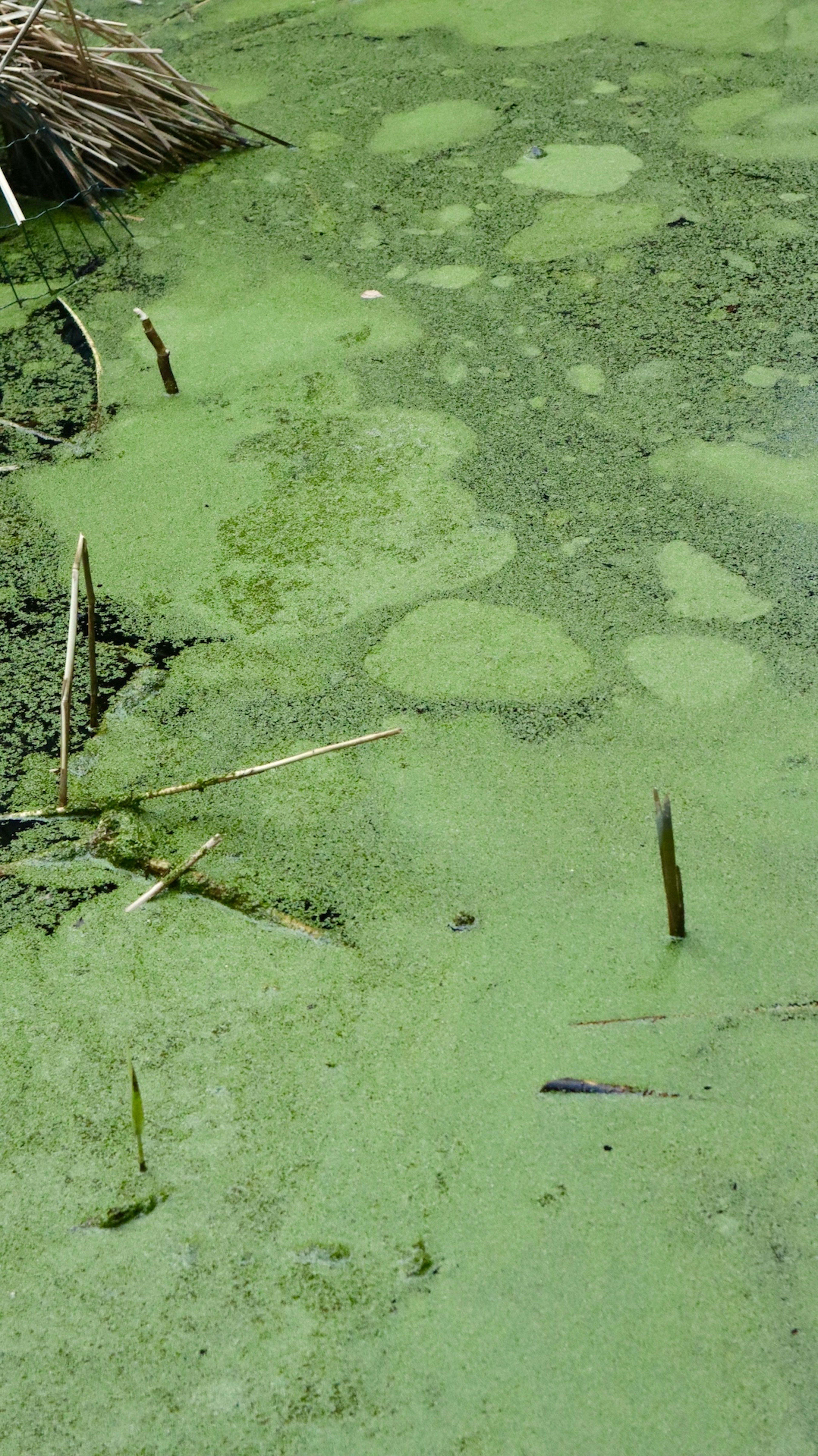 Actual conditions of algal blooms in water bodies.
Taken by Canon M200
Shooting Date: 2024/03/20
